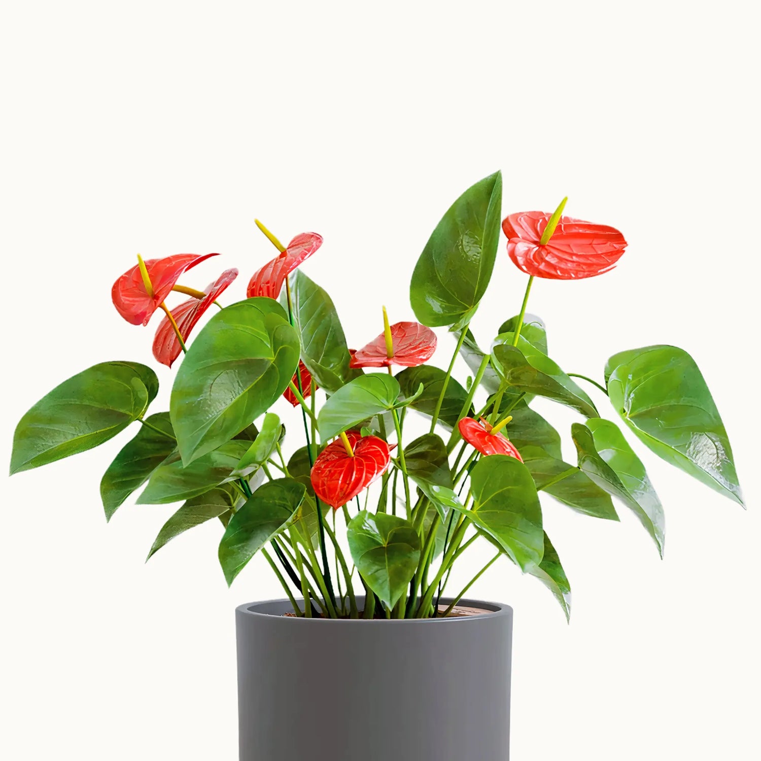 Red Anthurium Plant