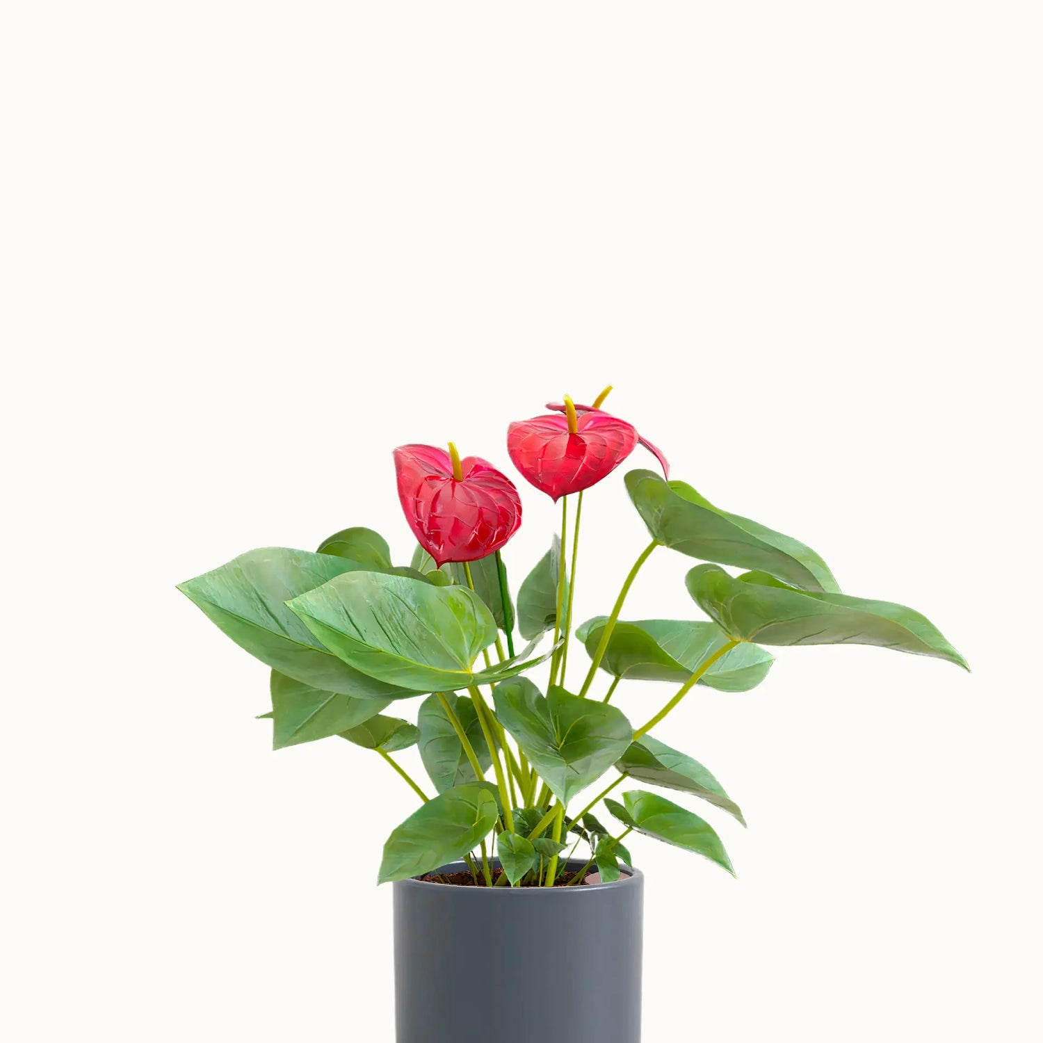 Red Anthurium Plant