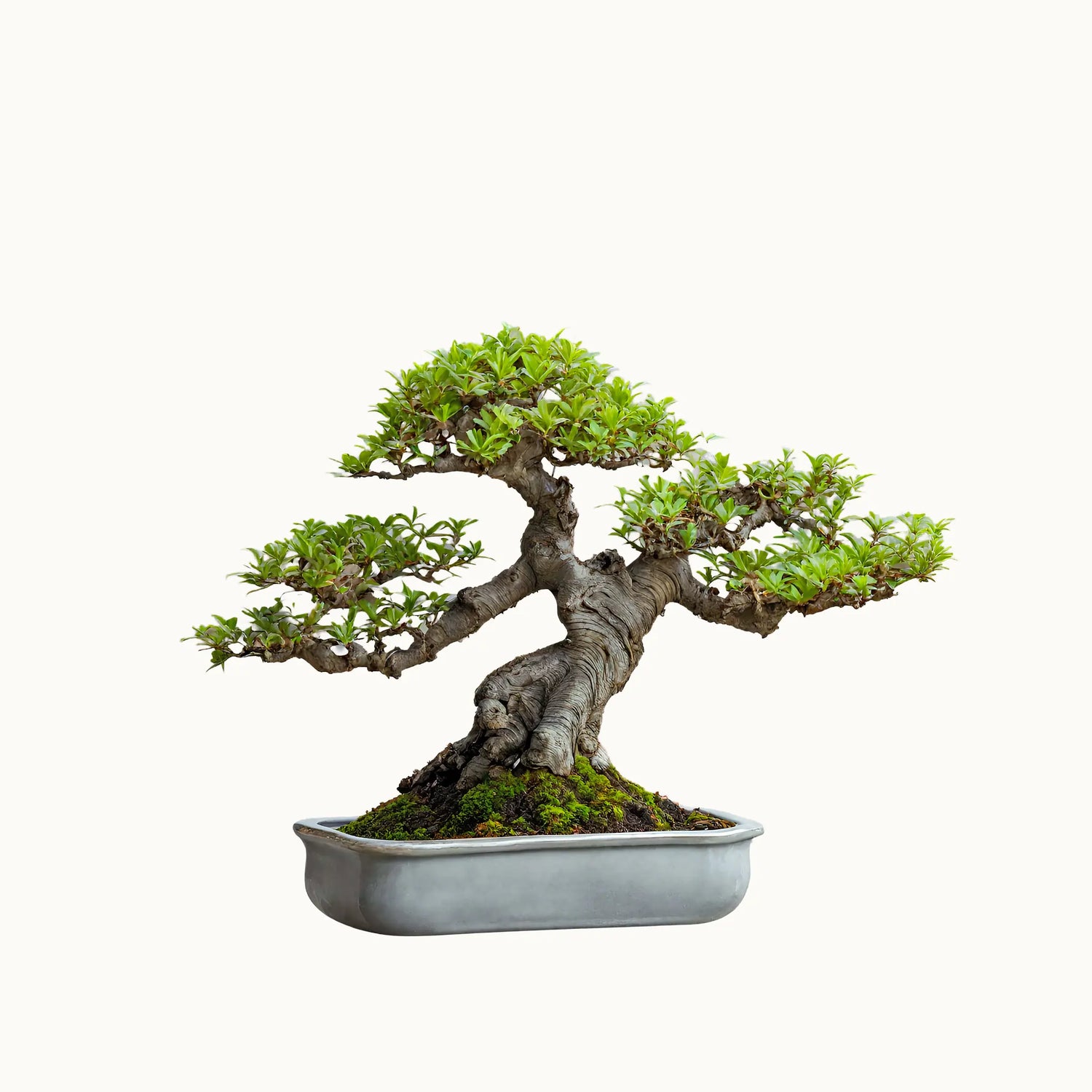 Bonsai Tree