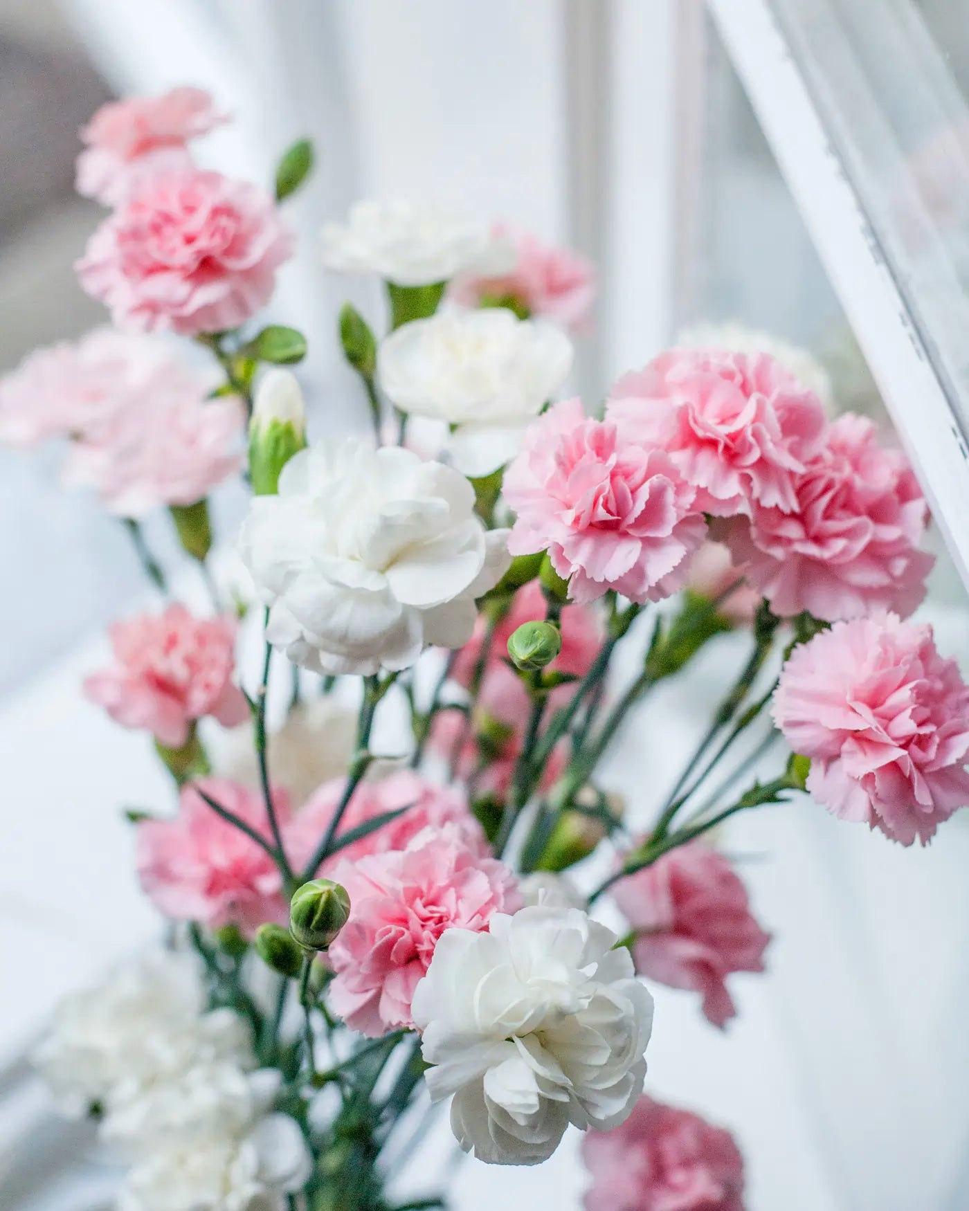 Bouquet of pink and white carnations delivered in China with a blurred background. Photo by Magda Pawluczuk.