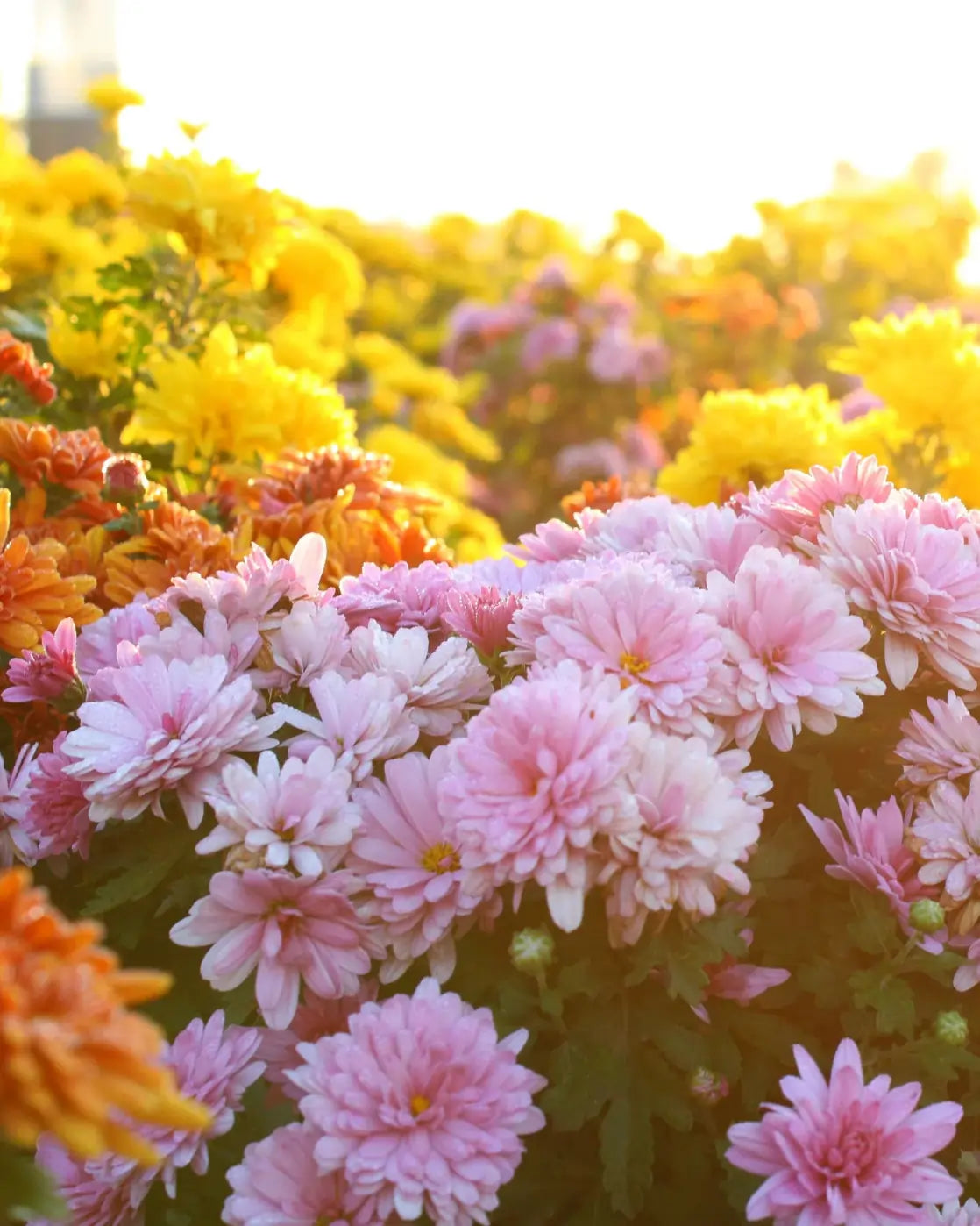 Close-up of colorful chrysanthemums in China ready for delivery, low photo with a soft focus background in Autumn