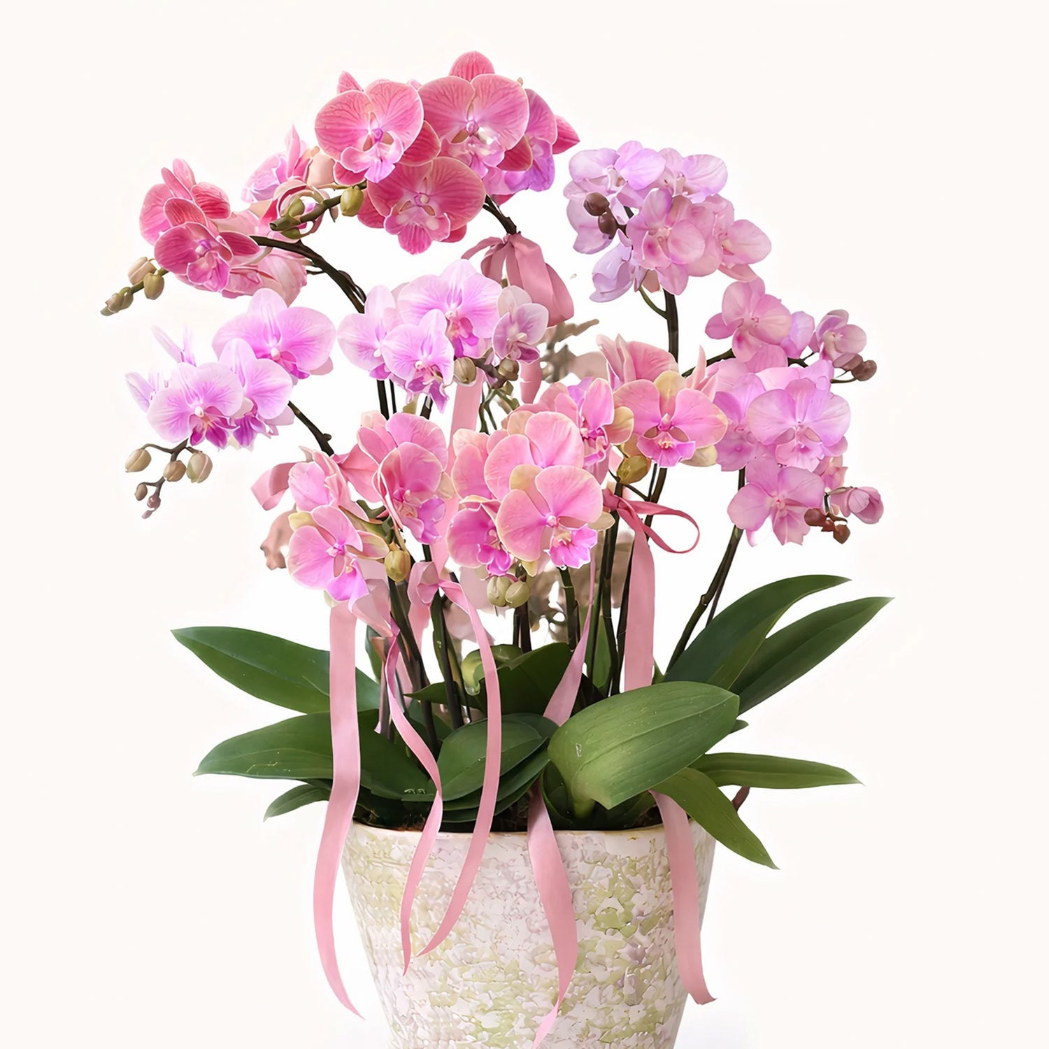 Dual-Tone Phalaenopsis Orchid