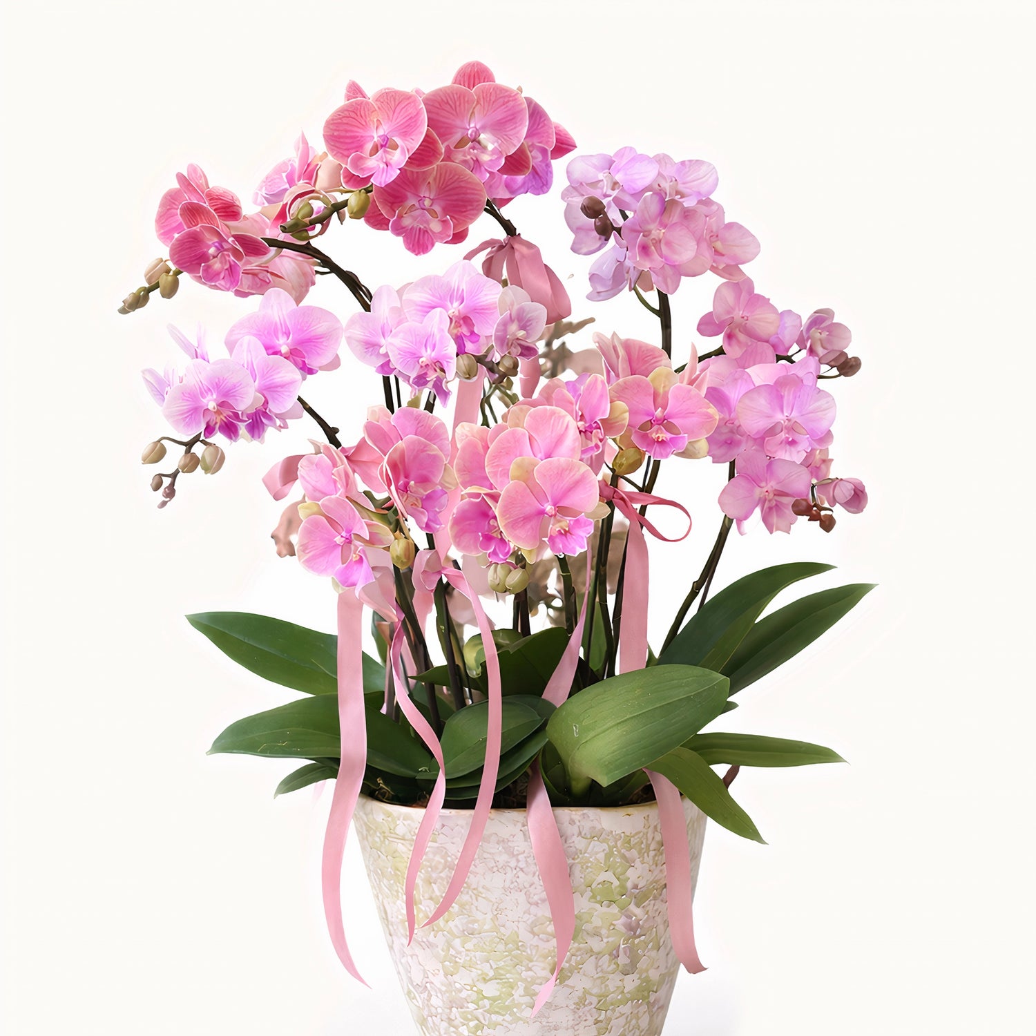 Dual-Tone Phalaenopsis Orchid