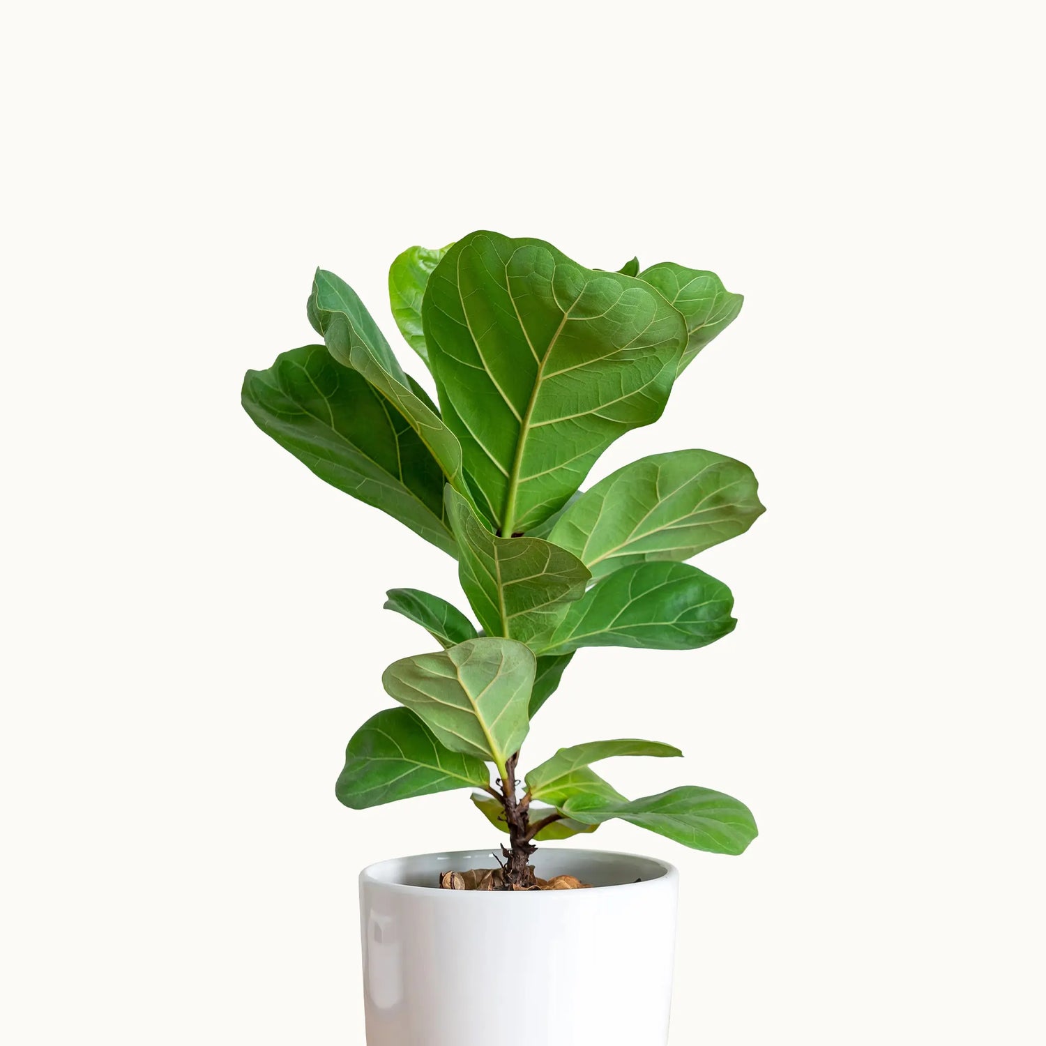 Fiddle Leaf Fig