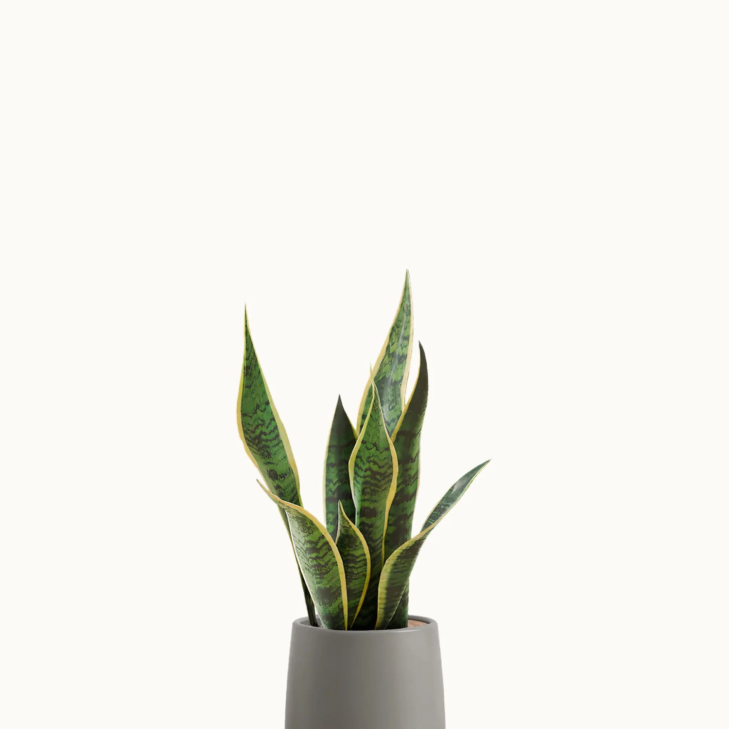 Golden Snake Plant