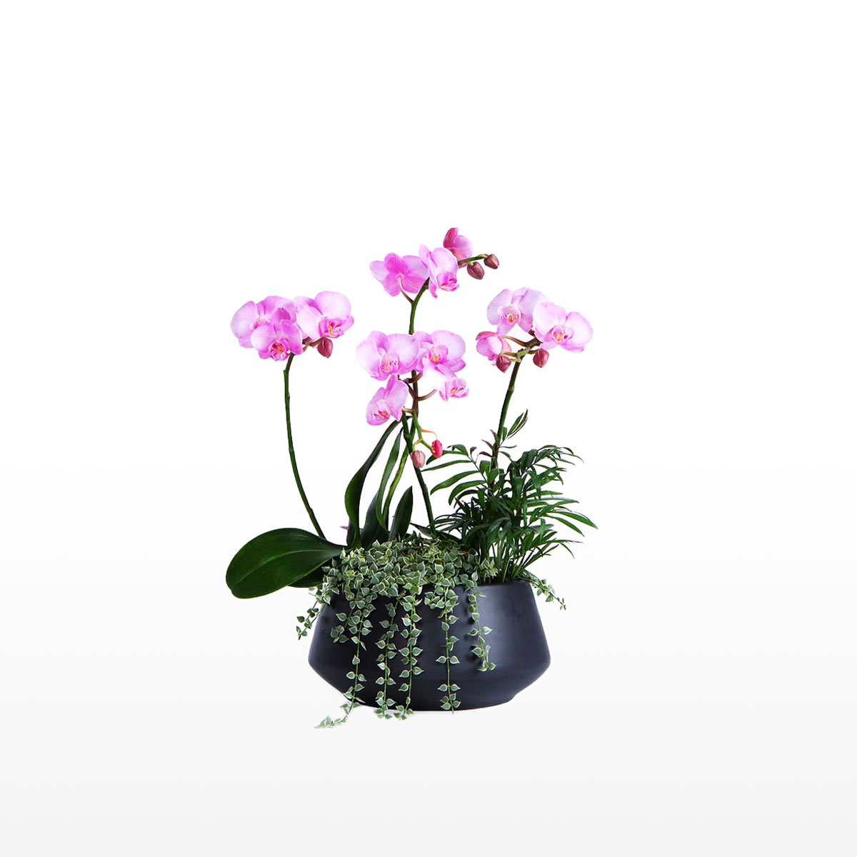 Multi Stem Orchid Plant