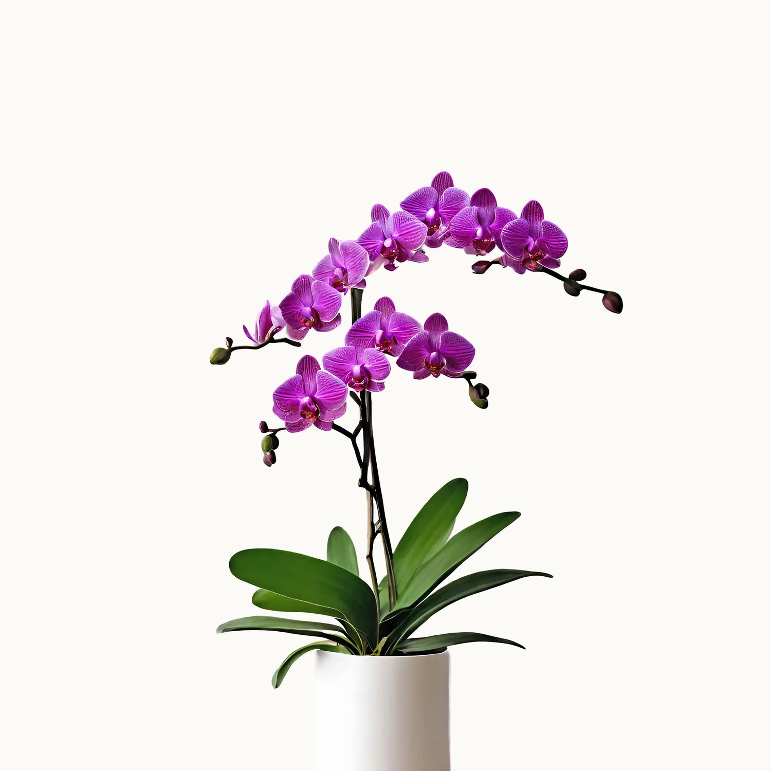 Purple Orchid Plant