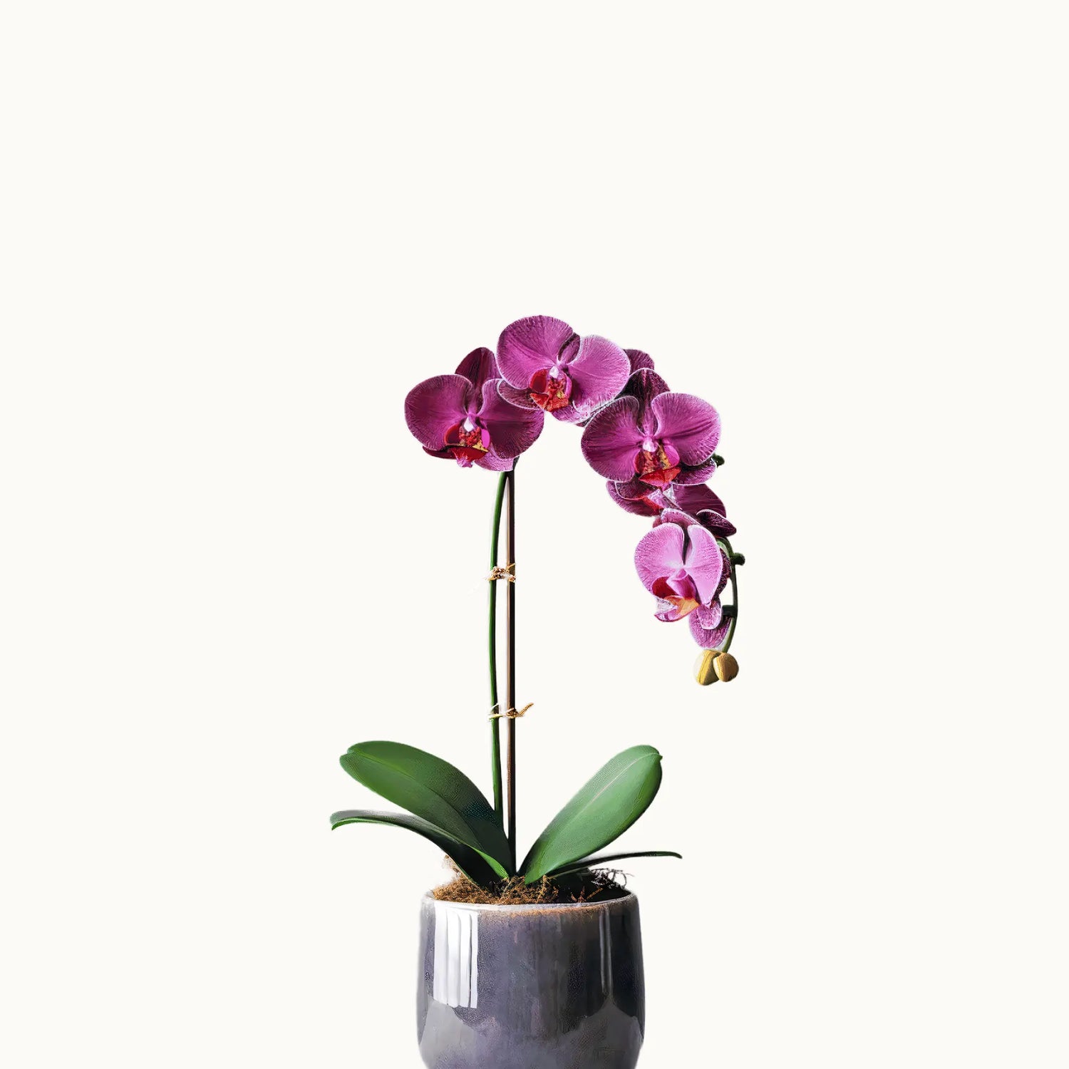 Purple Orchid Plant