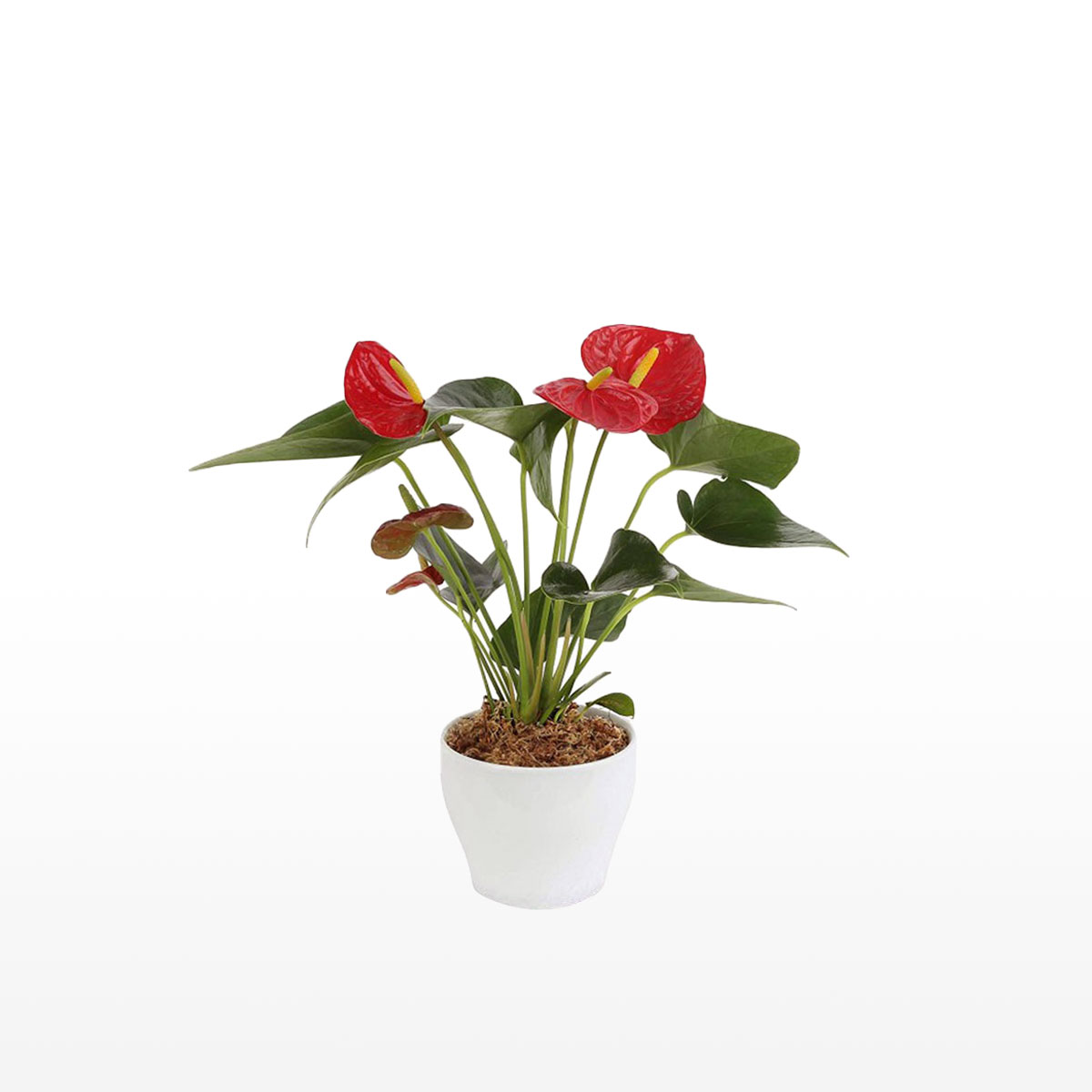 Anthurium rouge, plante d'intérieur