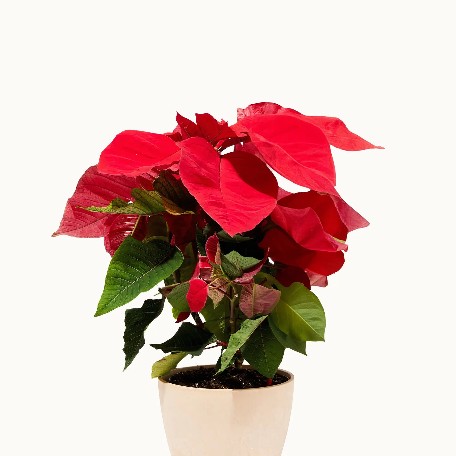 Red Poinsettia Plant