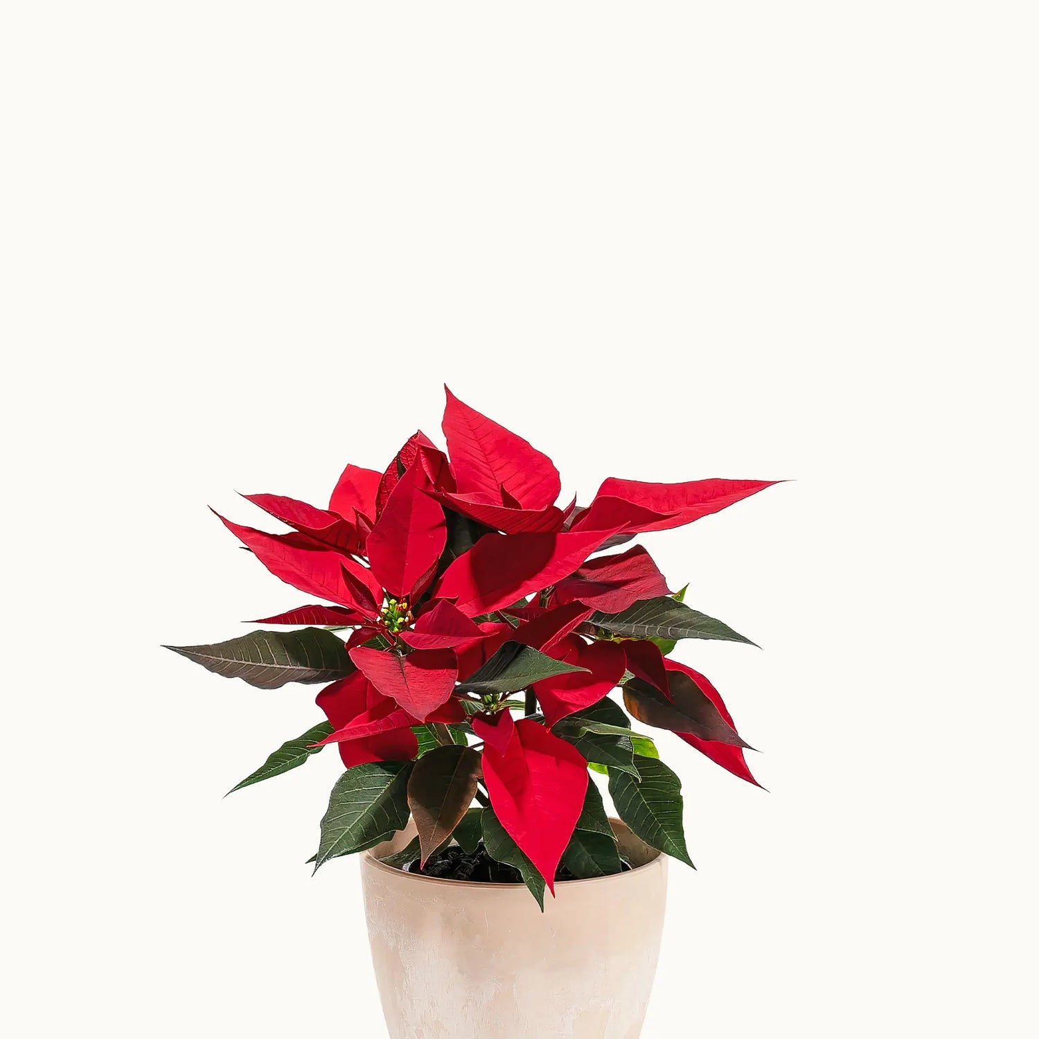 Red Poinsettia Plant