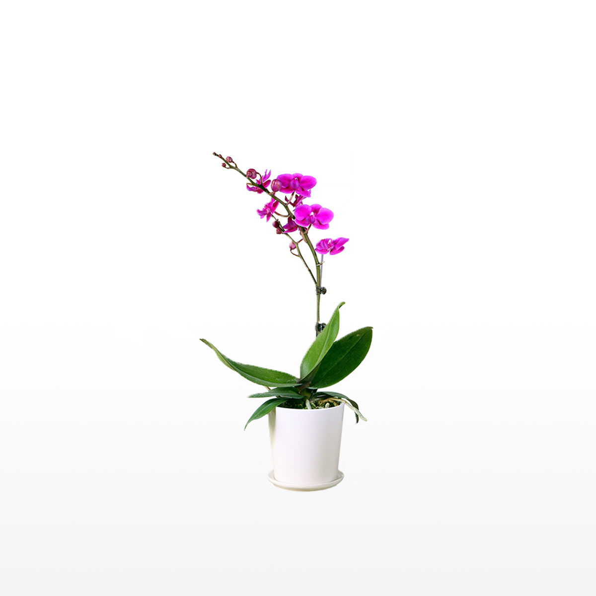 Single Stem Orchid Flower